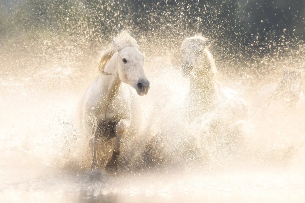 Formation-Photoshop-Expert-Chevaux