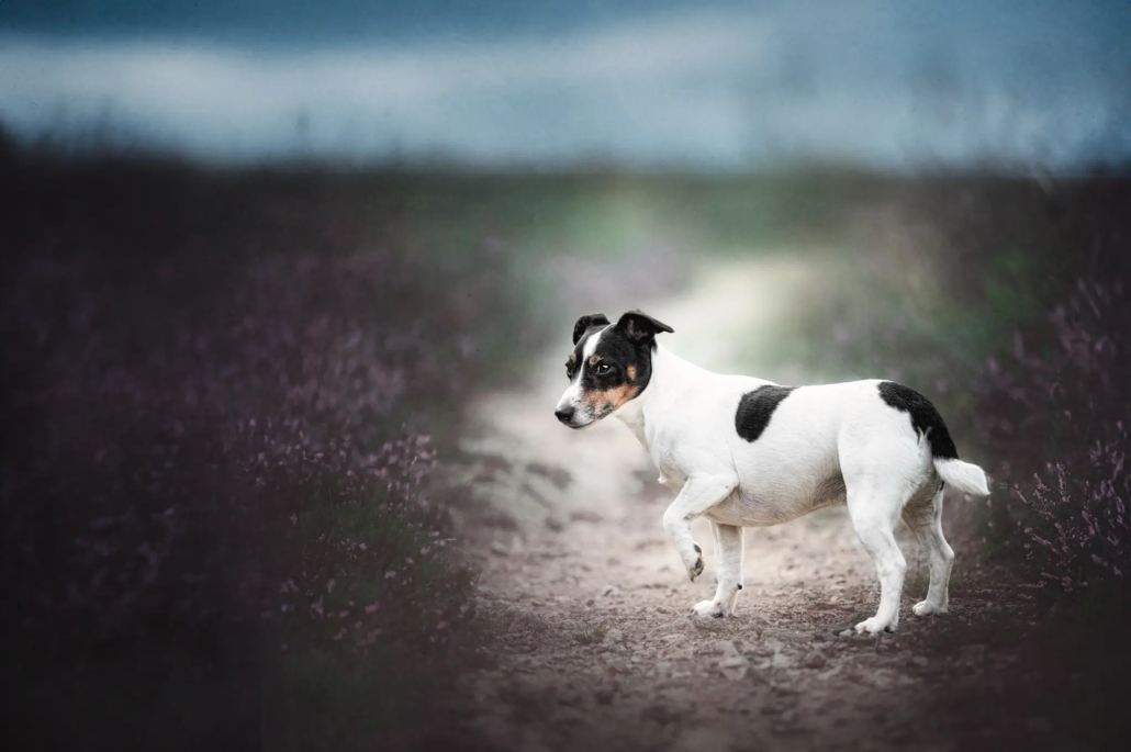 Formation-Photoshop-Expert-Jack-Russell-fine-art