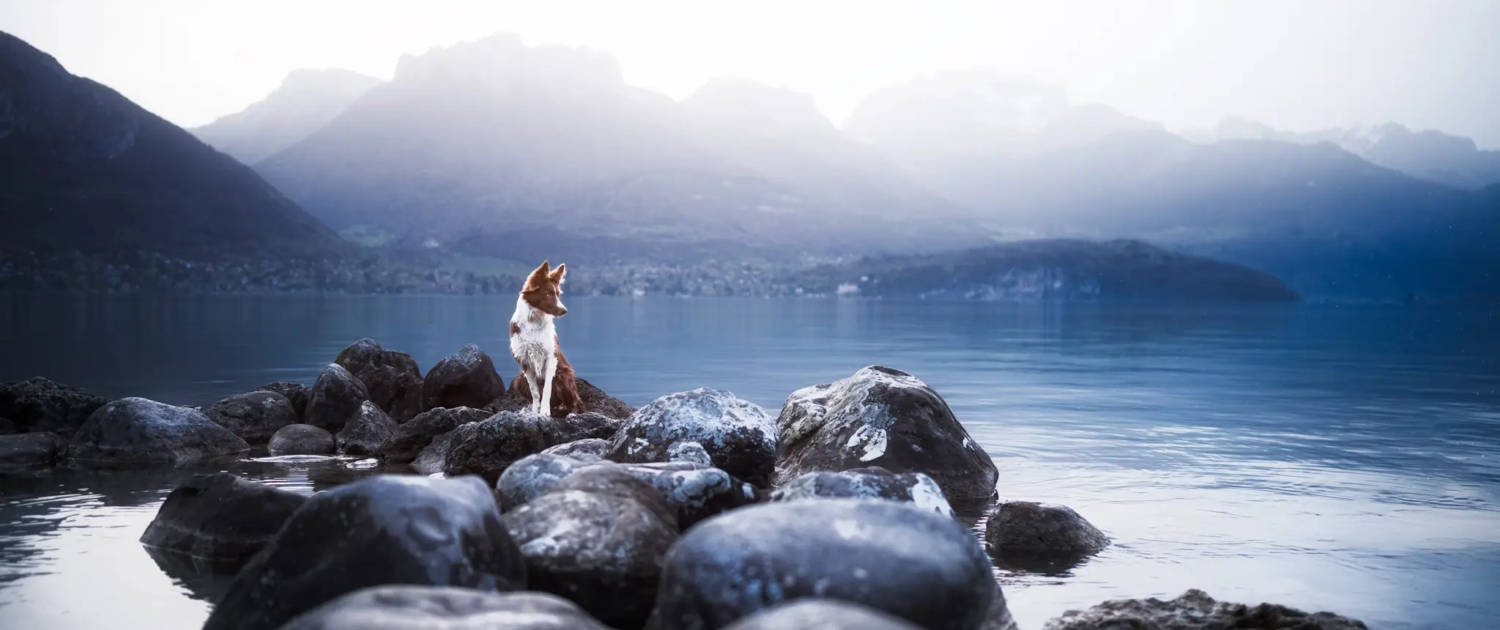 Photographie-canine-berger-australien-et-lac